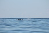 IMG_3769.JPG