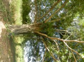 DSCN0557.JPG