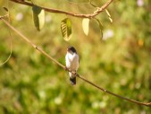 DSCF1188.JPG